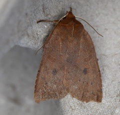 Epiglaea decliva