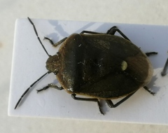 Chlorochroa juniperina