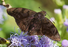 Pellicia arina