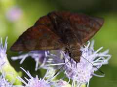 Pellicia arina