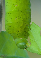 Eumorpha vitis