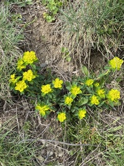 Euphorbia verrucosa