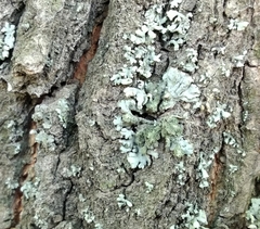 Phaeophyscia orbicularis