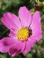 Ceratina