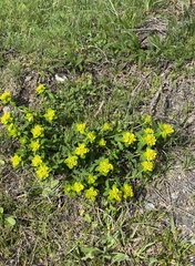 Euphorbia verrucosa