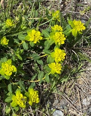 Euphorbia verrucosa