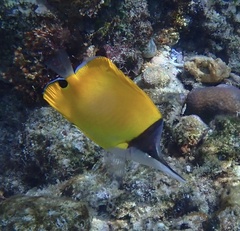 Forcipiger flavissimus