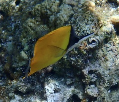 Forcipiger flavissimus