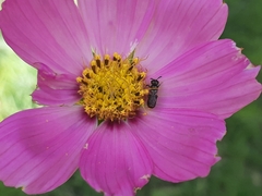 Ceratina