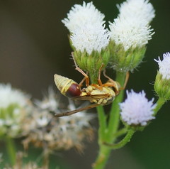 Ropalidia romandi