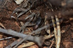 Paramogoplistes novaki