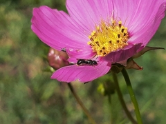 Ceratina