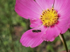 Ceratina