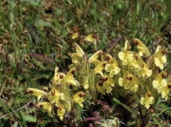 Pedicularis oederi