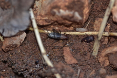 Paramogoplistes novaki