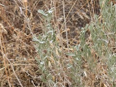 Artemisia tripartita