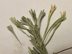 Artemisia tripartita