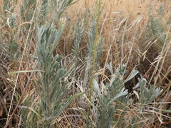 Artemisia tripartita