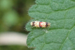 Erythroneura integra