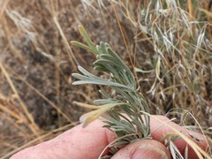 Artemisia tripartita