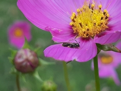 Ceratina