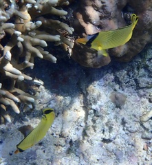 Chaetodon rafflesii