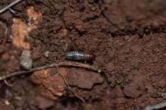 Paramogoplistes novaki