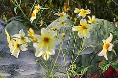 Bidens aurea