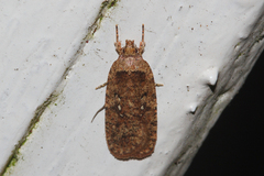 Agonopterix heracliana