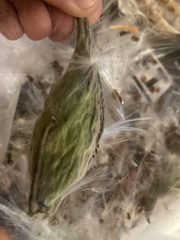 Asclepiadeae