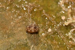 Eurytrochus strangei