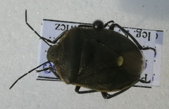 Chlorochroa juniperina