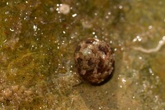 Eurytrochus strangei