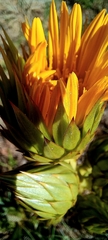 Berkheya armata