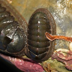 Ischnochiton thomasi