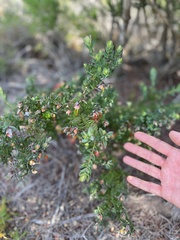 Darwinia citriodora