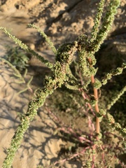 Amaranthus fimbriatus