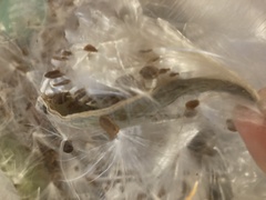 Asclepiadeae