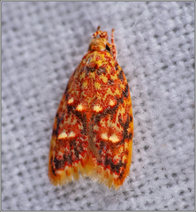 Lophopepla igniferella