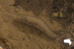 Holothuria pardalis