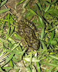Scinax nasicus