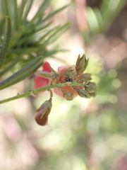 Indigofera verrucosa