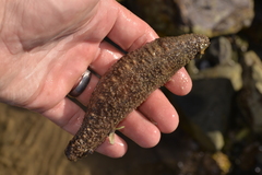 Holothuria pardalis