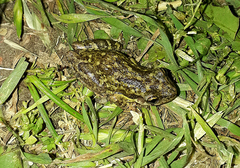 Scinax nasicus