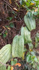 Passiflora bogotensis