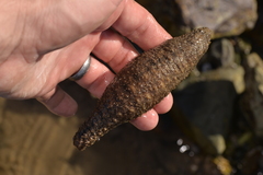 Holothuria pardalis