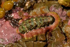 Onithochiton quercinus