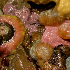 Aplidium
