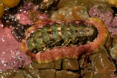 Onithochiton quercinus