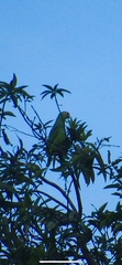 Amazona autumnalis salvini